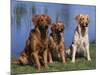 Three Golden Retrievers, USA-Lynn M. Stone-Mounted Photographic Print