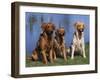 Three Golden Retrievers, USA-Lynn M. Stone-Framed Photographic Print