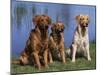 Three Golden Retrievers, USA-Lynn M. Stone-Mounted Photographic Print