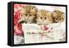 Three Golden Shaded Persian Kittens-null-Framed Stretched Canvas