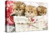 Three Golden Shaded Persian Kittens-null-Stretched Canvas