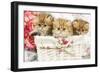 Three Golden Shaded Persian Kittens-null-Framed Photographic Print