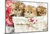 Three Golden Shaded Persian Kittens-null-Mounted Photographic Print