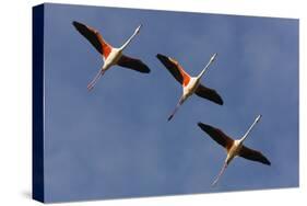 Three Greater Flamingos (Phoenicopterus Roseus) in Flight, Camargue, France, May 2009-Allofs-Stretched Canvas