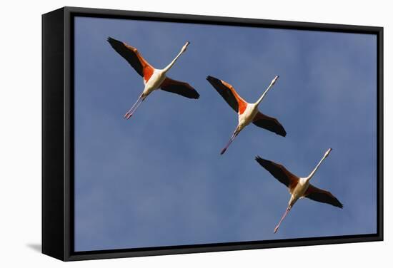 Three Greater Flamingos (Phoenicopterus Roseus) in Flight, Camargue, France, May 2009-Allofs-Framed Stretched Canvas