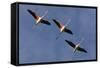 Three Greater Flamingos (Phoenicopterus Roseus) in Flight, Camargue, France, May 2009-Allofs-Framed Stretched Canvas