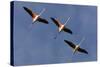 Three Greater Flamingos (Phoenicopterus Roseus) in Flight, Camargue, France, May 2009-Allofs-Stretched Canvas
