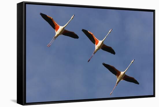 Three Greater Flamingos (Phoenicopterus Roseus) in Flight, Camargue, France, May 2009-Allofs-Framed Stretched Canvas