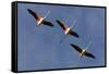 Three Greater Flamingos (Phoenicopterus Roseus) in Flight, Camargue, France, May 2009-Allofs-Framed Stretched Canvas