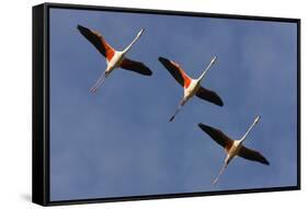 Three Greater Flamingos (Phoenicopterus Roseus) in Flight, Camargue, France, May 2009-Allofs-Framed Stretched Canvas