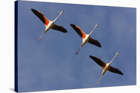 Three Greater Flamingos (Phoenicopterus Roseus) in Flight, Camargue, France, May 2009-Allofs-Stretched Canvas