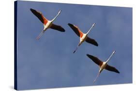 Three Greater Flamingos (Phoenicopterus Roseus) in Flight, Camargue, France, May 2009-Allofs-Stretched Canvas