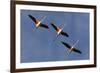 Three Greater Flamingos (Phoenicopterus Roseus) in Flight, Camargue, France, May 2009-Allofs-Framed Photographic Print