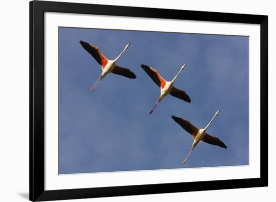 Three Greater Flamingos (Phoenicopterus Roseus) in Flight, Camargue, France, May 2009-Allofs-Framed Photographic Print