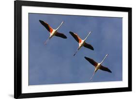 Three Greater Flamingos (Phoenicopterus Roseus) in Flight, Camargue, France, May 2009-Allofs-Framed Photographic Print