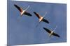 Three Greater Flamingos (Phoenicopterus Roseus) in Flight, Camargue, France, May 2009-Allofs-Mounted Photographic Print