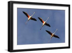 Three Greater Flamingos (Phoenicopterus Roseus) in Flight, Camargue, France, May 2009-Allofs-Framed Photographic Print