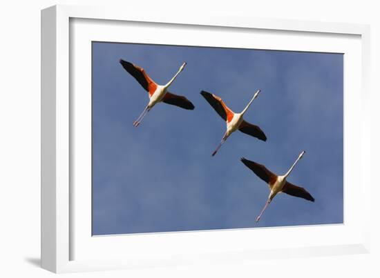 Three Greater Flamingos (Phoenicopterus Roseus) in Flight, Camargue, France, May 2009-Allofs-Framed Photographic Print