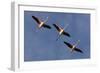 Three Greater Flamingos (Phoenicopterus Roseus) in Flight, Camargue, France, May 2009-Allofs-Framed Photographic Print