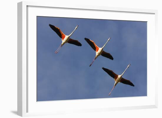 Three Greater Flamingos (Phoenicopterus Roseus) in Flight, Camargue, France, May 2009-Allofs-Framed Photographic Print