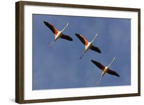 Three Greater Flamingos (Phoenicopterus Roseus) in Flight, Camargue, France, May 2009-Allofs-Framed Photographic Print