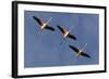 Three Greater Flamingos (Phoenicopterus Roseus) in Flight, Camargue, France, May 2009-Allofs-Framed Photographic Print