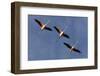 Three Greater Flamingos (Phoenicopterus Roseus) in Flight, Camargue, France, May 2009-Allofs-Framed Photographic Print