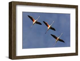 Three Greater Flamingos (Phoenicopterus Roseus) in Flight, Camargue, France, May 2009-Allofs-Framed Photographic Print