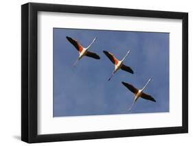 Three Greater Flamingos (Phoenicopterus Roseus) in Flight, Camargue, France, May 2009-Allofs-Framed Photographic Print