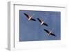 Three Greater Flamingos (Phoenicopterus Roseus) in Flight, Camargue, France, May 2009-Allofs-Framed Photographic Print