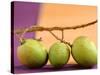 Three Green Mangos on a Branch-Luzia Ellert-Stretched Canvas