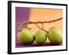 Three Green Mangos on a Branch-Luzia Ellert-Framed Photographic Print