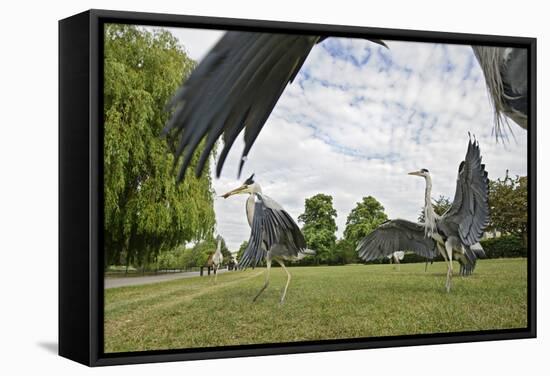 Three Grey Herons (Ardea Cinerea) Fighting in Regent's Park, London, UK, April 2011-Terry Whittaker-Framed Stretched Canvas