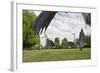 Three Grey Herons (Ardea Cinerea) Fighting in Regent's Park, London, UK, April 2011-Terry Whittaker-Framed Photographic Print