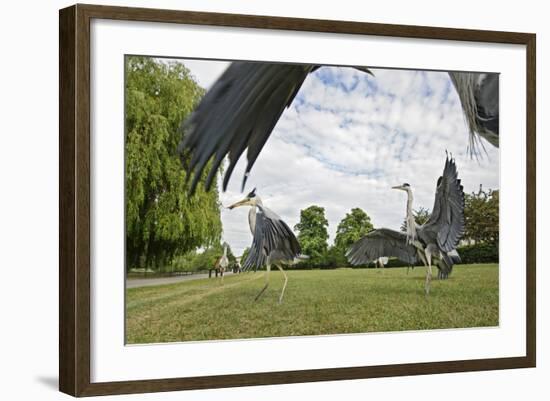 Three Grey Herons (Ardea Cinerea) Fighting in Regent's Park, London, UK, April 2011-Terry Whittaker-Framed Photographic Print