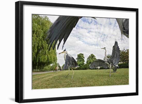 Three Grey Herons (Ardea Cinerea) Fighting in Regent's Park, London, UK, April 2011-Terry Whittaker-Framed Photographic Print