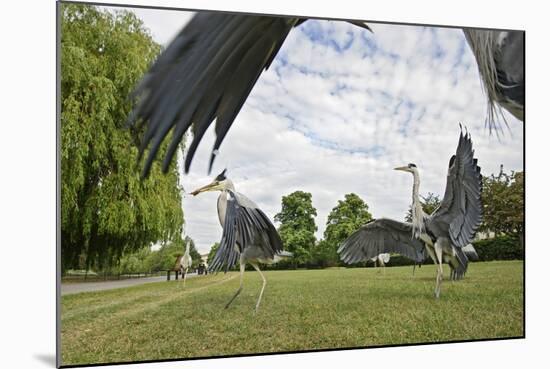 Three Grey Herons (Ardea Cinerea) Fighting in Regent's Park, London, UK, April 2011-Terry Whittaker-Mounted Photographic Print