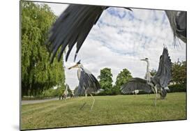 Three Grey Herons (Ardea Cinerea) Fighting in Regent's Park, London, UK, April 2011-Terry Whittaker-Mounted Photographic Print