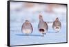 Three Grey partridge walking in snow, the Netherlands-Edwin Giesbers-Framed Stretched Canvas