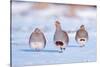 Three Grey partridge walking in snow, the Netherlands-Edwin Giesbers-Stretched Canvas