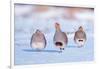 Three Grey partridge walking in snow, the Netherlands-Edwin Giesbers-Framed Photographic Print