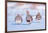 Three Grey partridge walking in snow, the Netherlands-Edwin Giesbers-Framed Photographic Print