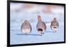 Three Grey partridge walking in snow, the Netherlands-Edwin Giesbers-Framed Photographic Print