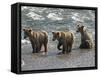 Three Grizzly Bear, Cubs (2-Year) Salmon Brooks River, Katmai National Park, Alaska, USA-Eric Baccega-Framed Stretched Canvas