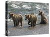 Three Grizzly Bear, Cubs (2-Year) Salmon Brooks River, Katmai National Park, Alaska, USA-Eric Baccega-Stretched Canvas