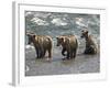 Three Grizzly Bear, Cubs (2-Year) Salmon Brooks River, Katmai National Park, Alaska, USA-Eric Baccega-Framed Photographic Print