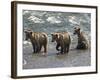 Three Grizzly Bear, Cubs (2-Year) Salmon Brooks River, Katmai National Park, Alaska, USA-Eric Baccega-Framed Photographic Print