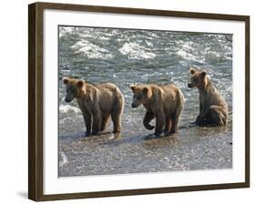 Three Grizzly Bear, Cubs (2-Year) Salmon Brooks River, Katmai National Park, Alaska, USA-Eric Baccega-Framed Photographic Print