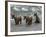 Three Grizzly Bear, Cubs (2-Year) Salmon Brooks River, Katmai National Park, Alaska, USA-Eric Baccega-Framed Photographic Print