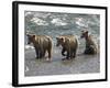 Three Grizzly Bear, Cubs (2-Year) Salmon Brooks River, Katmai National Park, Alaska, USA-Eric Baccega-Framed Photographic Print